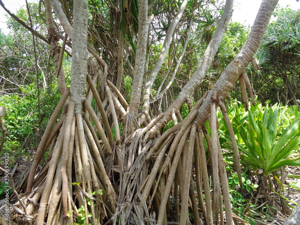 Fragrant Screwpine root (Pandanus fascicularis, Pandanus odorifer, Pandanus tectorius) with nature background. Fragrant plant in Indonesia. Fragrant Screwpine root (Pandanus fascicularis, Pandanus odorifer, Pandanus tectorius) with nature background. Fragrant plant in Indonesia.