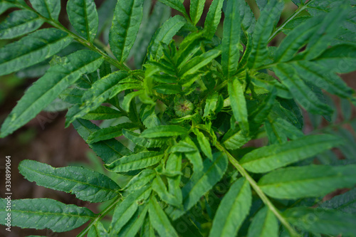 Green leaves with a pungent odor  marigolds