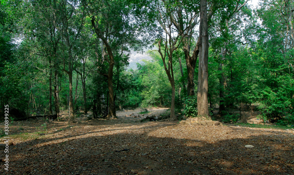 Fototapeta premium forest