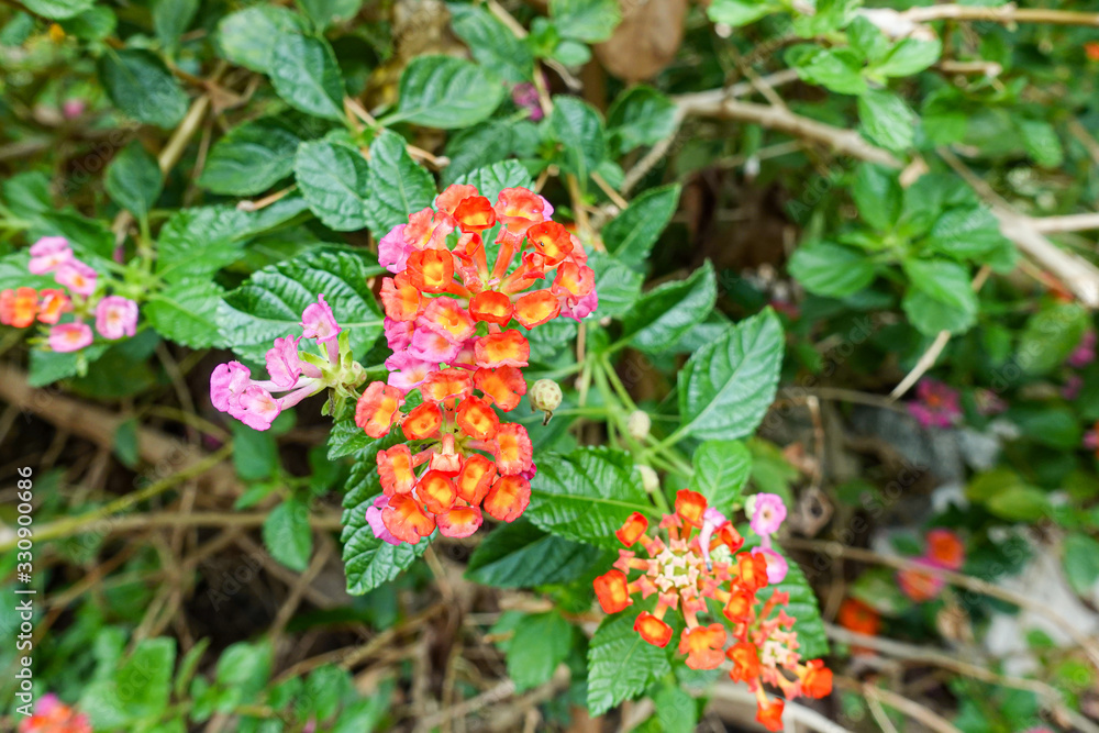 Orange and yellow Lantana camara flowers growing naturally in the wild Orange and yellow Lantana camara flowers growing naturally in the wild