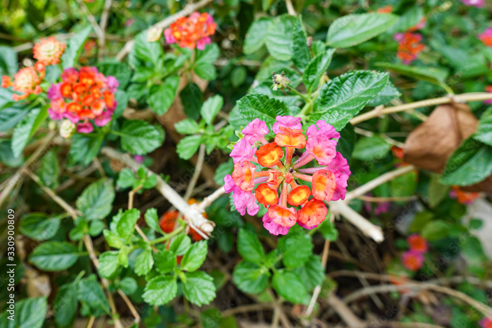 Orange and yellow Lantana camara flowers growing naturally in the wild Orange and yellow Lantana camara flowers growing naturally in the wild