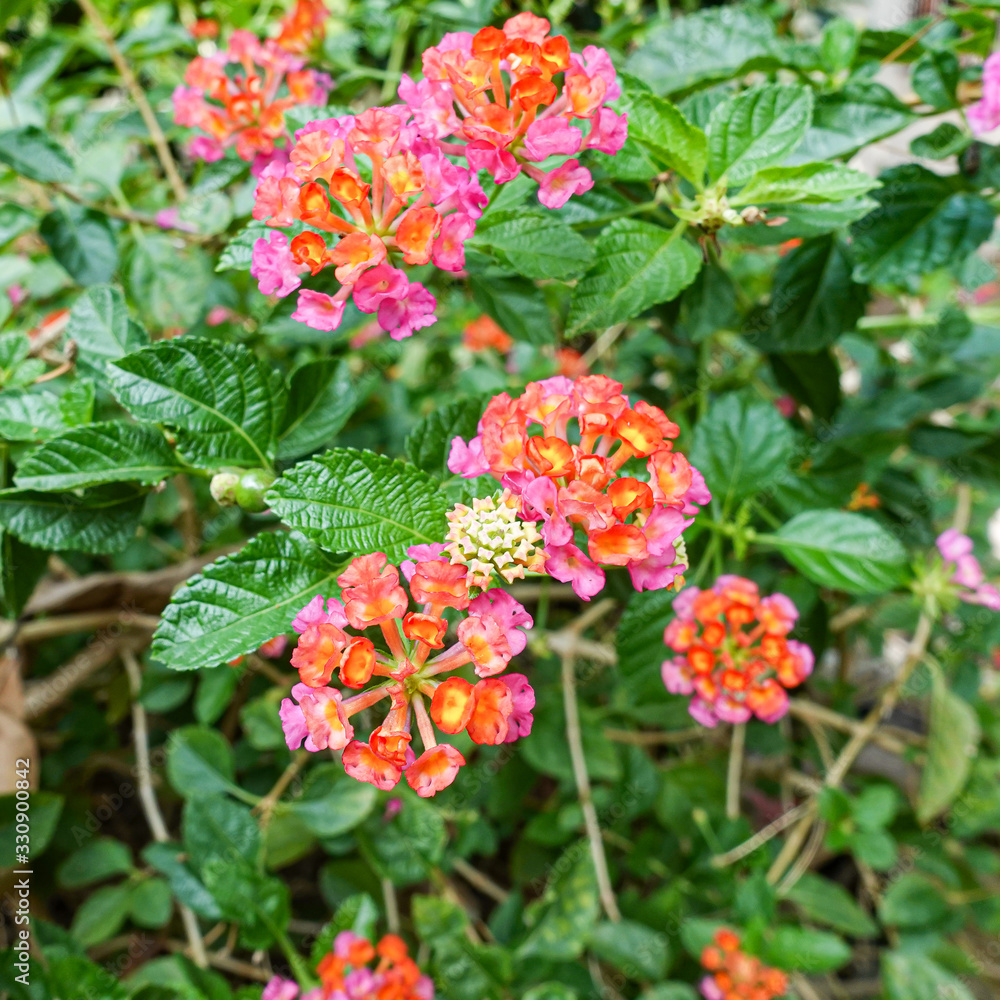 Orange and yellow Lantana camara flowers growing naturally in the wild Orange and yellow Lantana camara flowers growing naturally in the wild