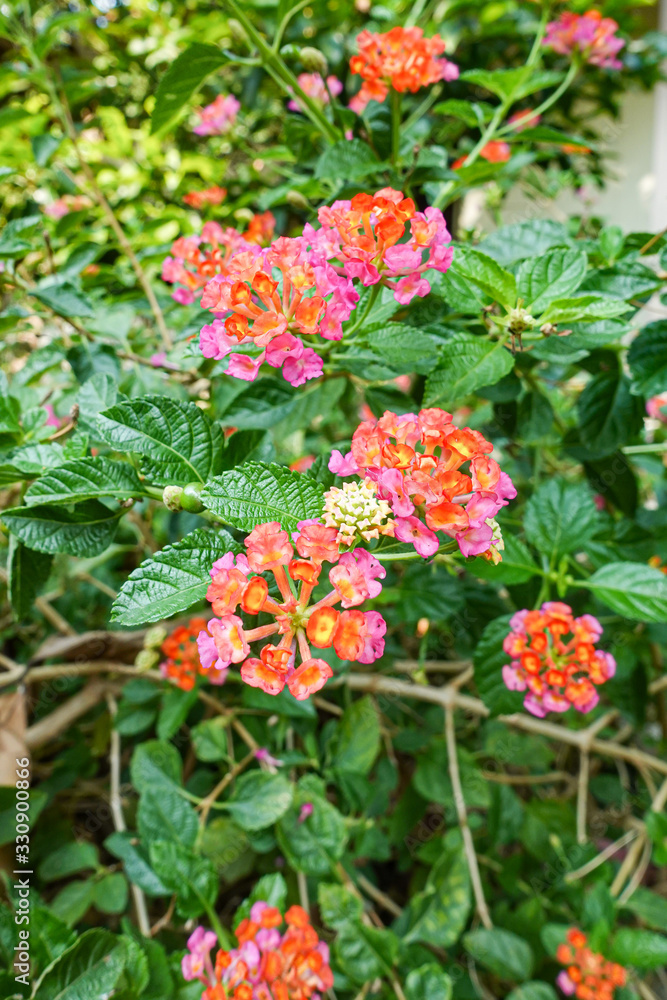 Orange and yellow Lantana camara flowers growing naturally in the wild Orange and yellow Lantana camara flowers growing naturally in the wild