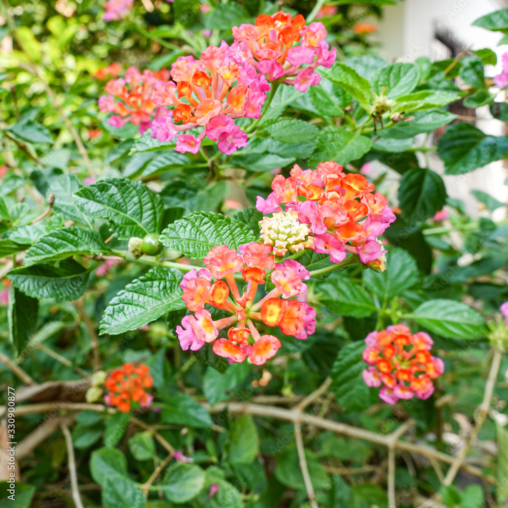 Orange and yellow Lantana camara flowers growing naturally in the wild Orange and yellow Lantana camara flowers growing naturally in the wild