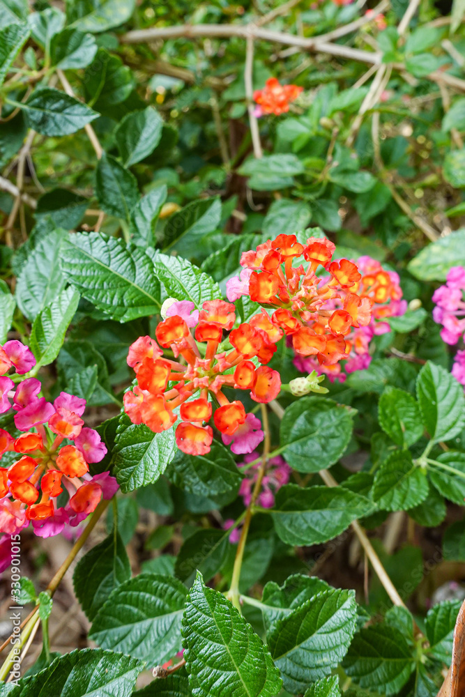 Orange and yellow Lantana camara flowers growing naturally in the wild Orange and yellow Lantana camara flowers growing naturally in the wild