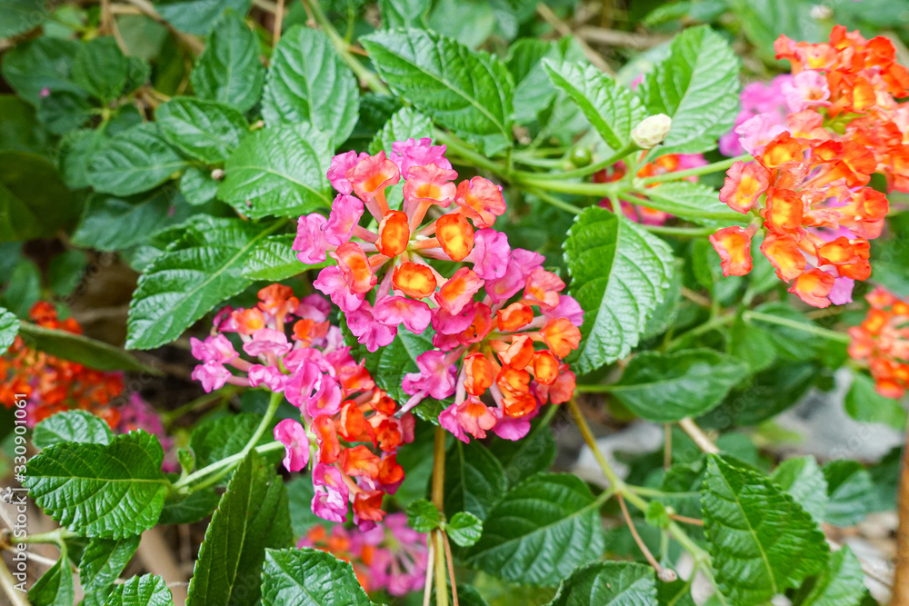 Orange and yellow Lantana camara flowers growing naturally in the wild Orange and yellow Lantana camara flowers growing naturally in the wild