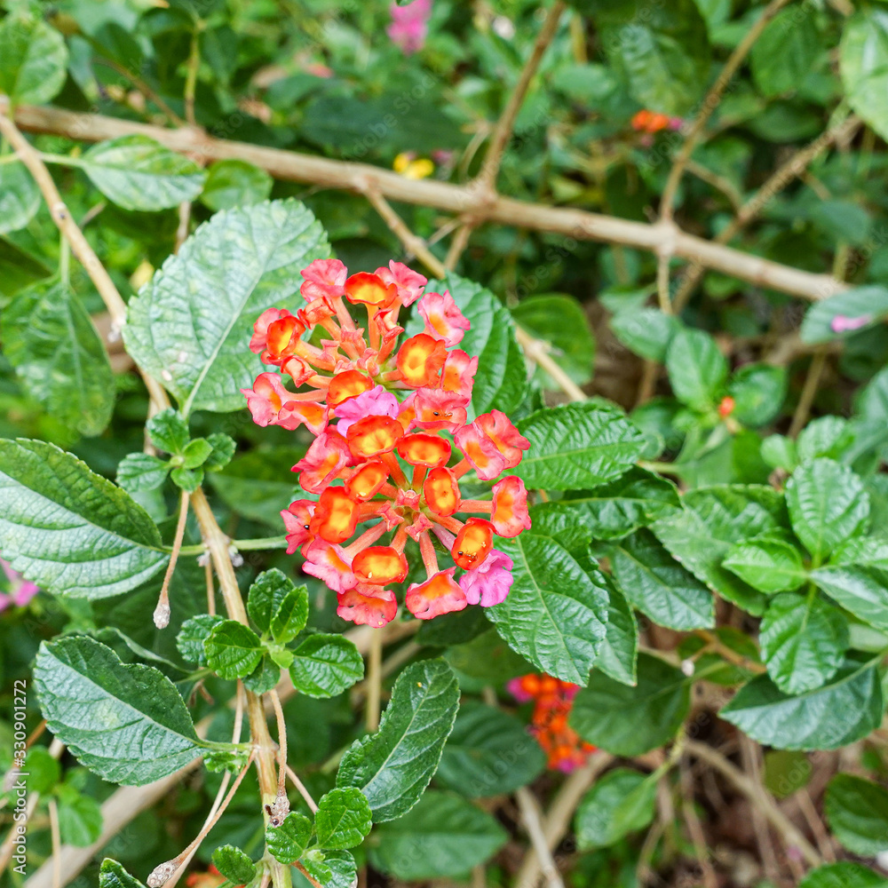 Orange and yellow Lantana camara flowers growing naturally in the wild Orange and yellow Lantana camara flowers growing naturally in the wild