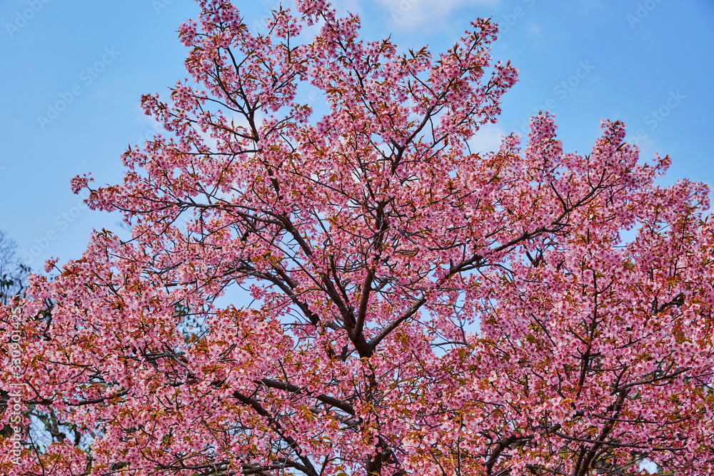 桜8 桜8