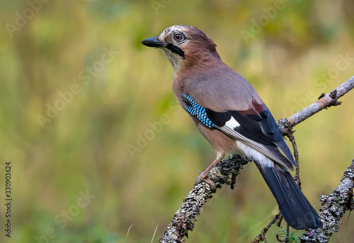 Curious Eurasian Jay (garrulus glandarius) turns her back on a lichen and mossy stump in the autumn forest  © NickVorobey.com