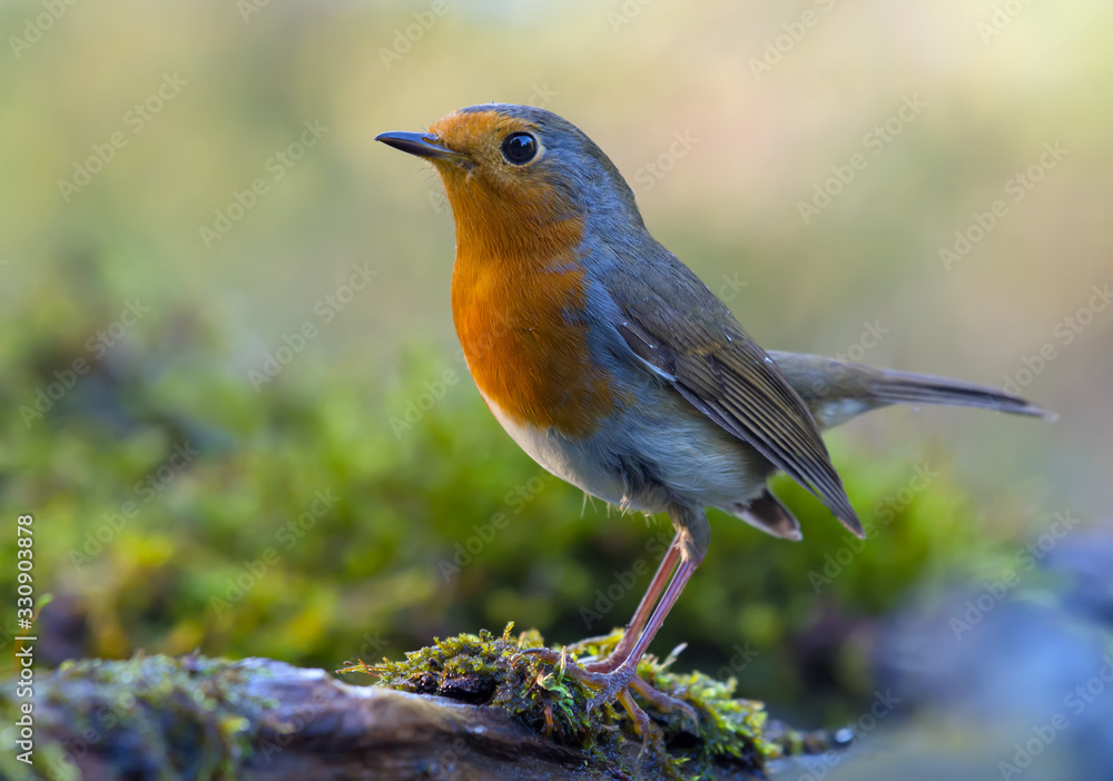 Mature European Robin (erithacus rubecula) fine posing on a moss covered old tree trunk in mossy environment Mature European Robin (erithacus rubecula) fine posing on a moss covered old tree trunk in mossy environment
