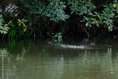 kingfisher in flight