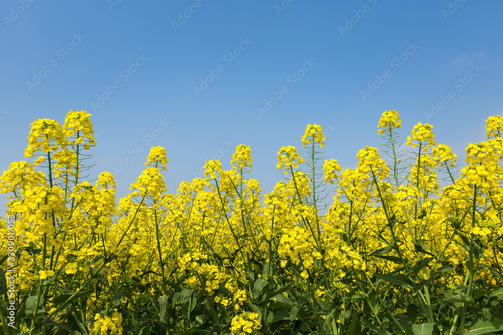 rapeseed flowers bloom in spring