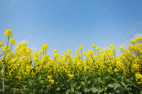 rapeseed flowers bloom and blue sky