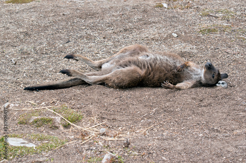 the kangaroo island-kangaroo is resting on his back