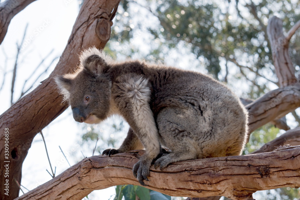 this is a close up of a young koala