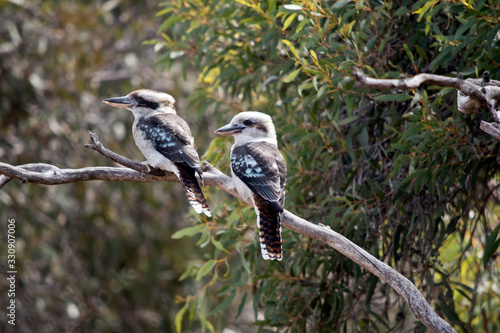 Tableau sur toile the two laughing kookaburras are resting on a tree branch
