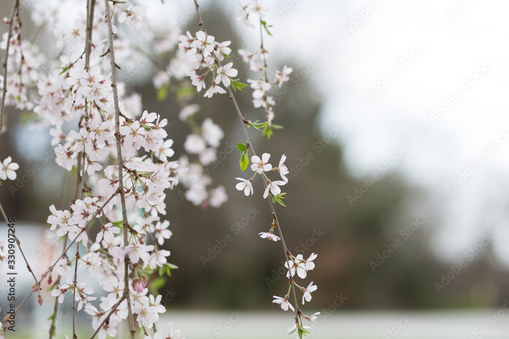 Beautiful spring flowers with colorful bokeh Beautiful spring flowers with colorful bokeh