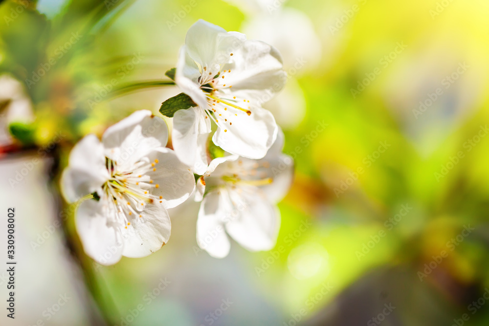 Pink flowers blooming peach tree at spring. Spring blooming, Abstract background. Banner. Selective focus. Pink flowers blooming peach tree at spring. Spring blooming, Abstract background. Banner. Selective focus.