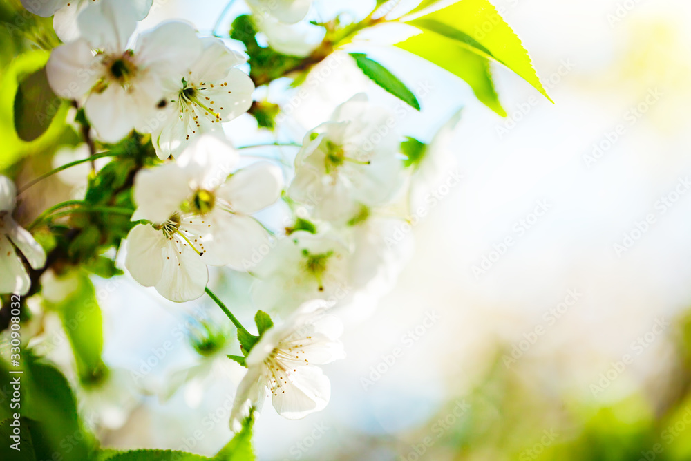 Pink flowers blooming peach tree at spring. Spring blooming, Abstract background. Banner. Selective focus.