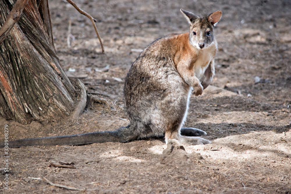 Obraz premium the red necked pademelon is standing on its hind legs
