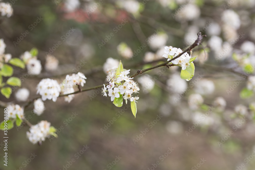 Beautiful spring flowers with colorful bokeh Beautiful spring flowers with colorful bokeh