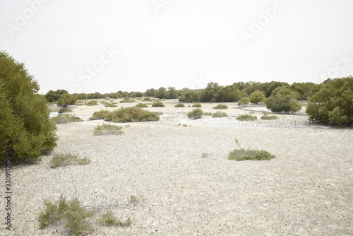 Al Jubail Mangrove park Abu Dhabi,Uae. Recent attraction in Abu Dhabi. 