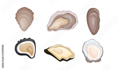 Oyster Shells of Different Shapes Vector Set