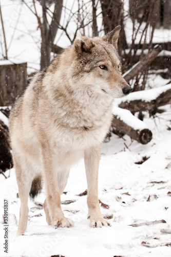 Peppy young beast. Gray wolf female in the snow  beautiful strong animal in winter.