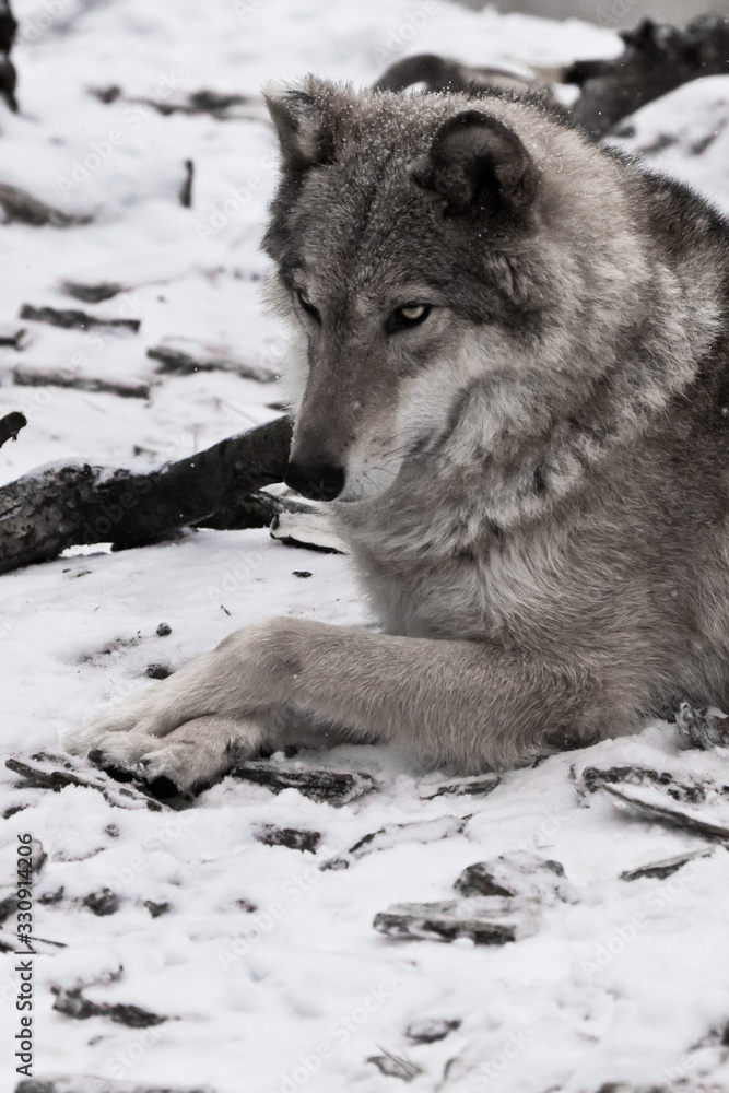 The beauty in profile is large imposingly. Gray wolf female in the snow, beautiful strong animal in winter. The beauty in profile is large imposingly. Gray wolf female in the snow, beautiful strong animal in winter.