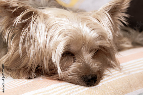 The Yorkshire Terrier is fast asleep on the bed. Portrait of a pet