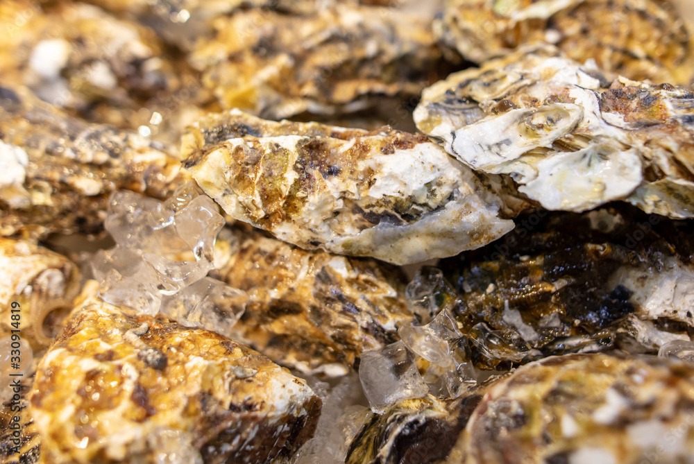 Sea oysters on the counter in a cafe. Sea oysters on the counter in a cafe.
