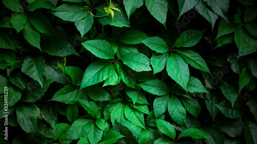 Wild Grapes  green wall. Nature background © Vitali