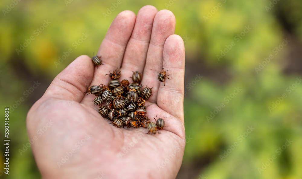 Colorado beetles in a hand on nature. Colorado beetles in a hand on nature.