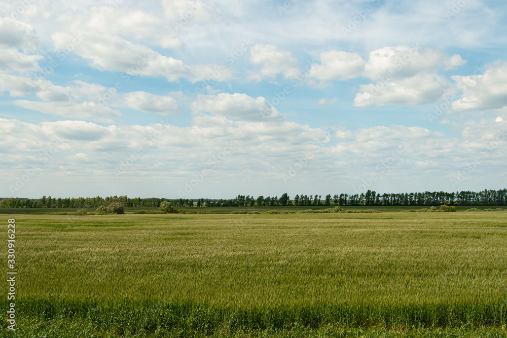 landscape with blue sky and green field