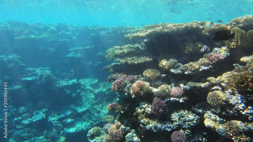 Many fish swim among corals in the Red Sea, Egypt, 4k Many fish swim among corals in the Red Sea, Egypt, 4k