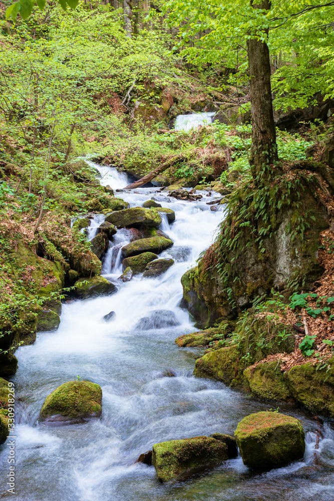 rapid water stream in the forest. powerful flow among the mossy rocks. beautiful nature scenery in spring. vivid green foliage on the trees