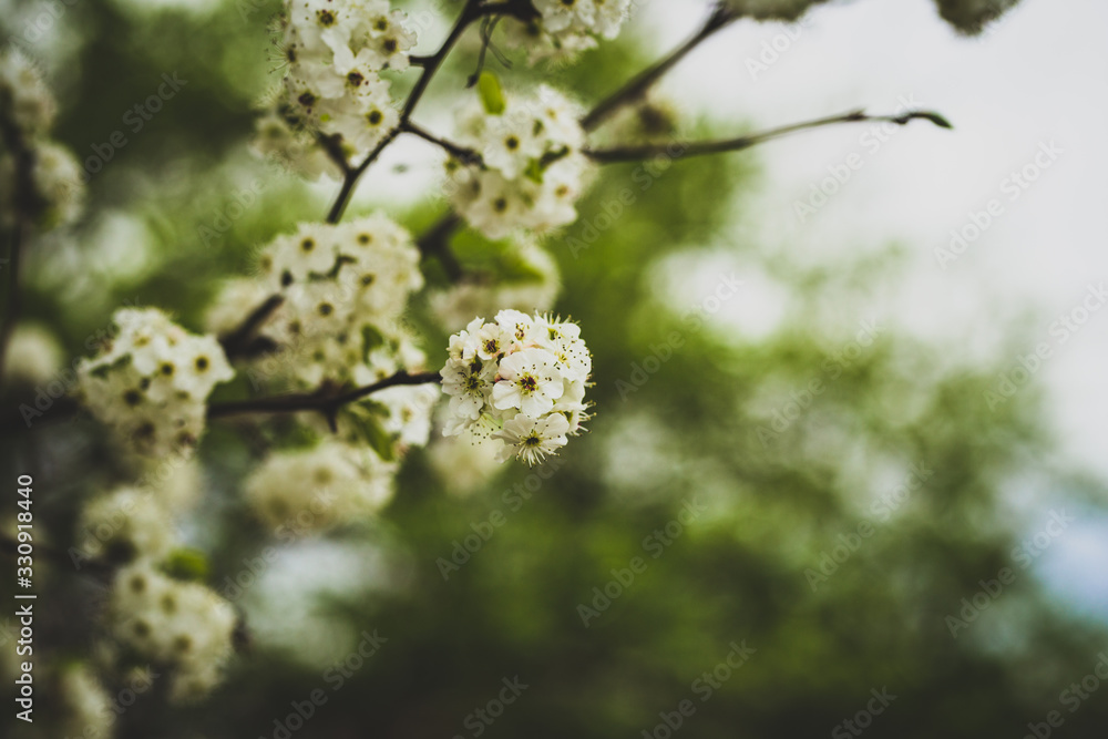 Beautiful spring flowers with colorful bokeh Beautiful spring flowers with colorful bokeh