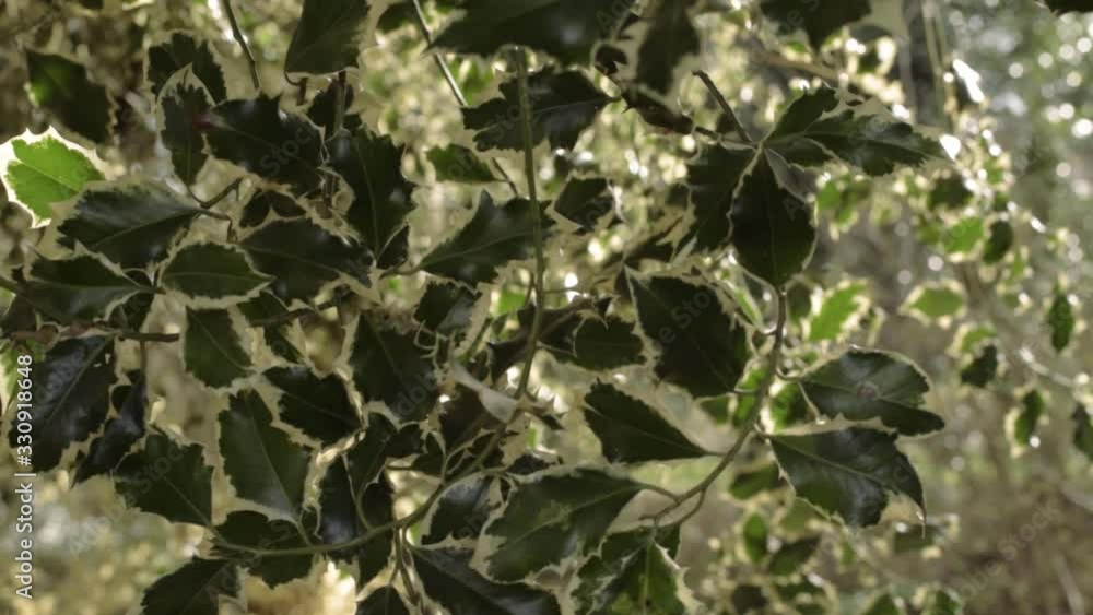 Dark green holly overhanging in woodland zoom in close up shot Dark green holly overhanging in woodland zoom in close up shot