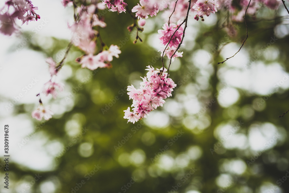 Beautiful spring flowers with colorful bokeh Beautiful spring flowers with colorful bokeh