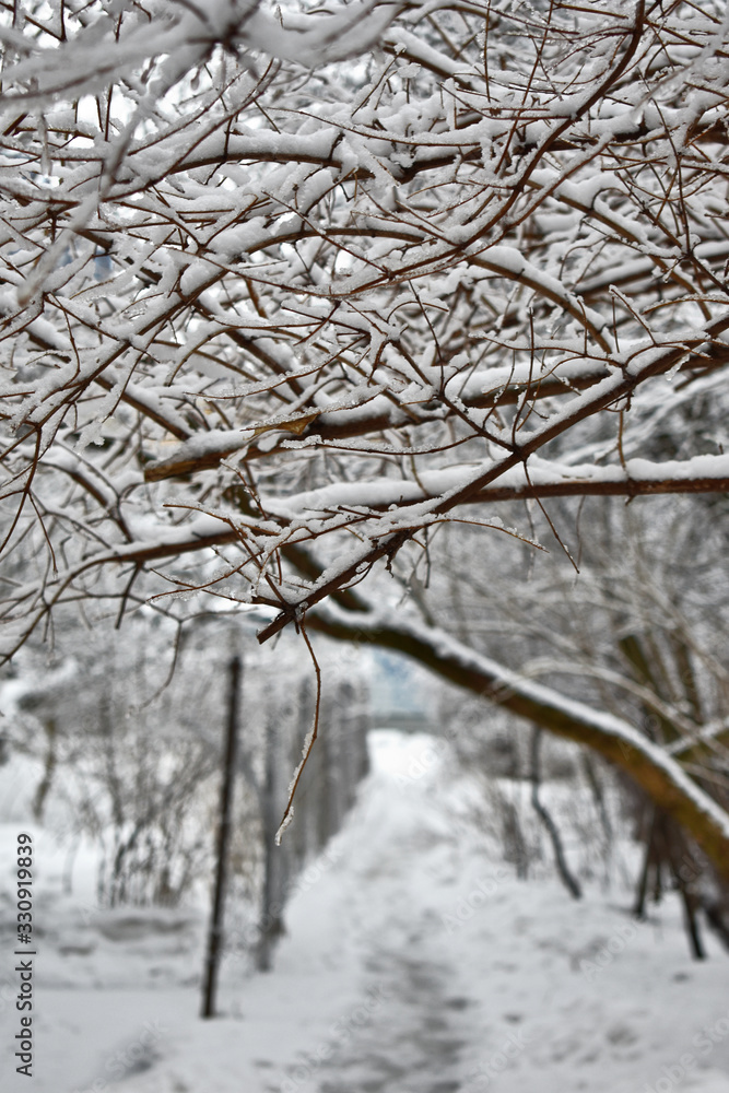 tree in winter tree in winter