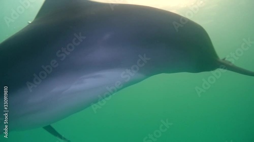 Dolphin floats approaching to the camera, Closeup of Bottlenose Dolphin swims in the green water, Underwater shot photo