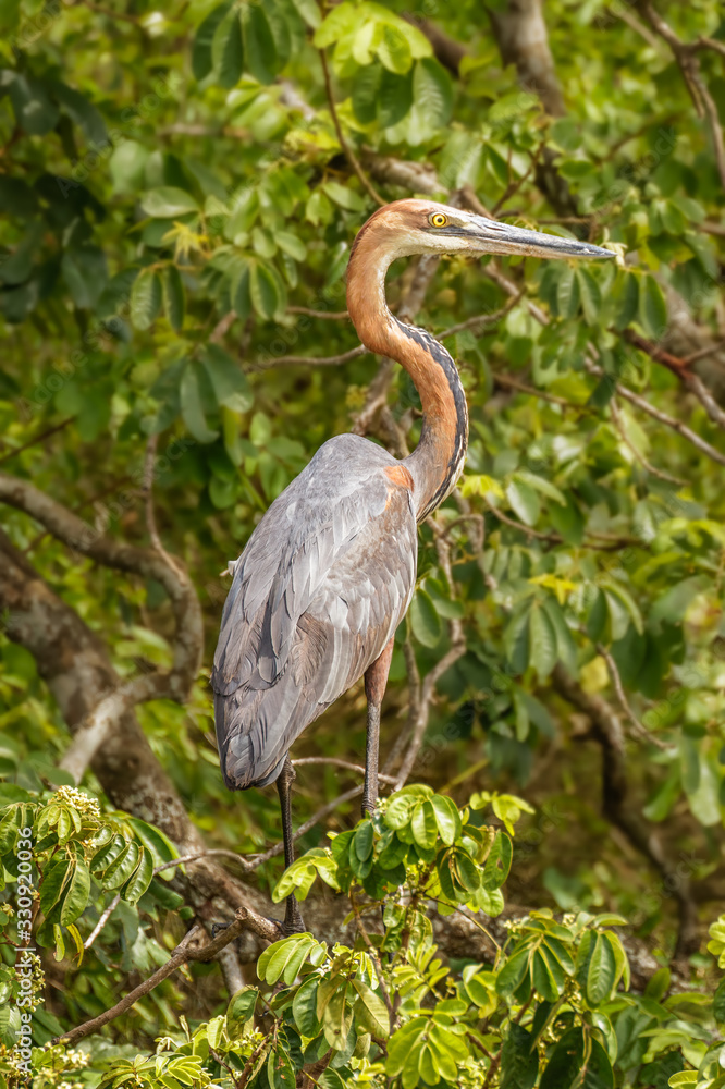 Goliath heron (Ardea goliath) or giant heron, a wading bird of the heron family, Ardeidae, Murchison Falls National Park, Uganda. Goliath heron (Ardea goliath) or giant heron, a wading bird of the heron family, Ardeidae, Murchison Falls National Park, Uganda.
