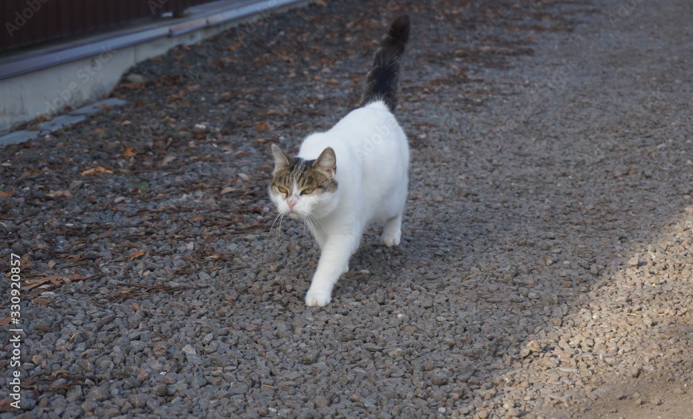 very angry white cat on a walk