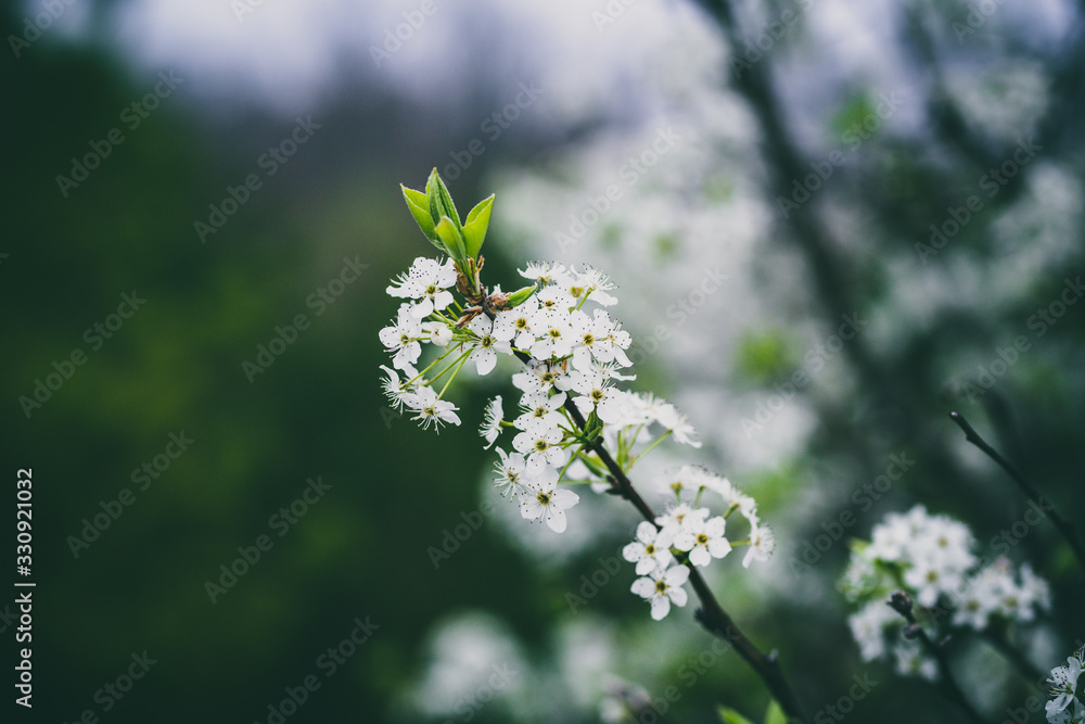 Beautiful spring flowers with colorful bokeh Beautiful spring flowers with colorful bokeh