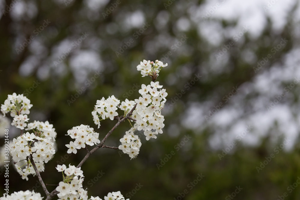 Beautiful spring flowers with colorful bokeh Beautiful spring flowers with colorful bokeh