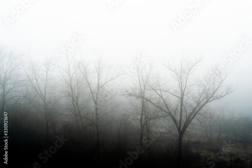 Bare trees in dense fog. Landscape in a haze of fog.