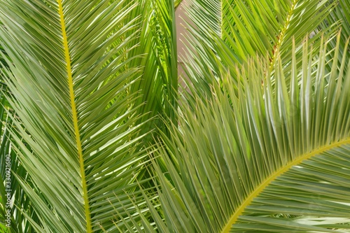 Green leaf of palm tree close up. Floral abstract texture background