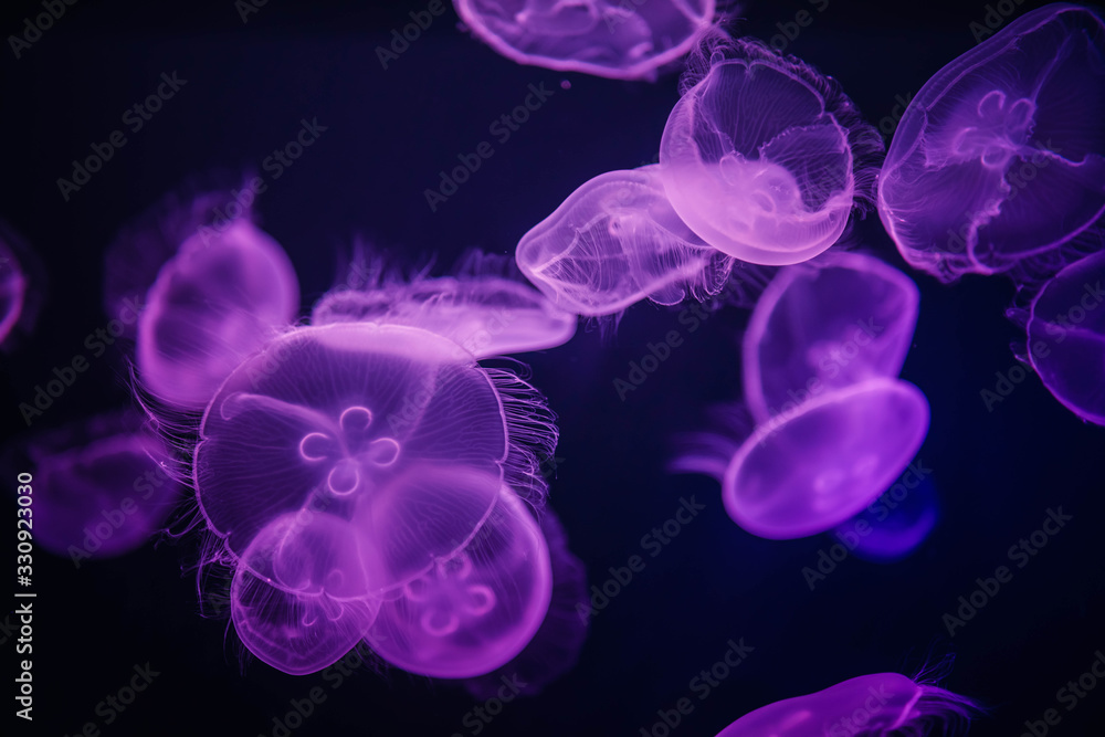 Medusas Medusas