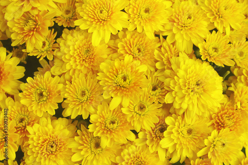 Fototapeta Naklejka Na Ścianę i Meble -  Beautiful dandelion background, yellow flowers is blooming in the garden.