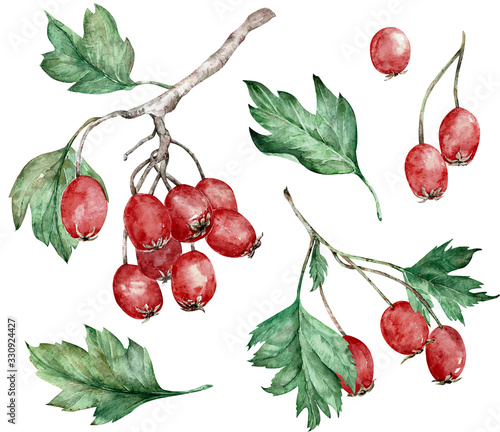 Watercolor illustration of hawthorn red berries and green leaves on branches. Botanical art. Hand-drawn clipart.